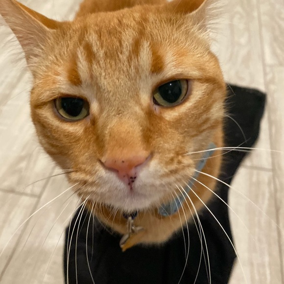 American Apparel Black Polka Dot Bodysuit - Picture 6 of 6